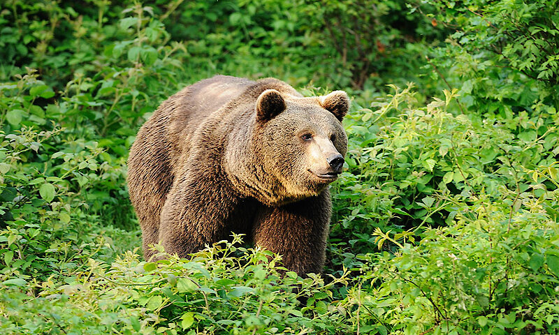 Braunbär im Nationalpark Bayerischer Wald